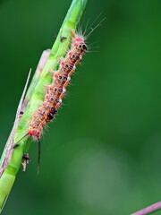 Side Profile of the Poisonous Itchy Caterpillar: Details of the Garden Pest Insect