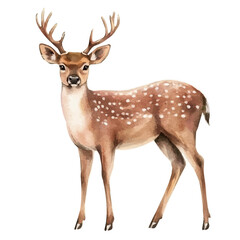 Deer, watercolor drawing vector, isolated on a white background.