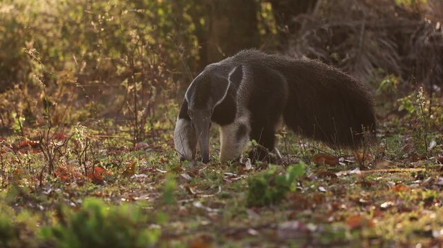 Giant anteater in Pantanal, Brazil. 