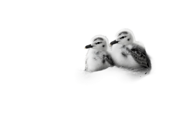 Nestled seagull chicks in natural rocky cliff nest isolated on transparent background