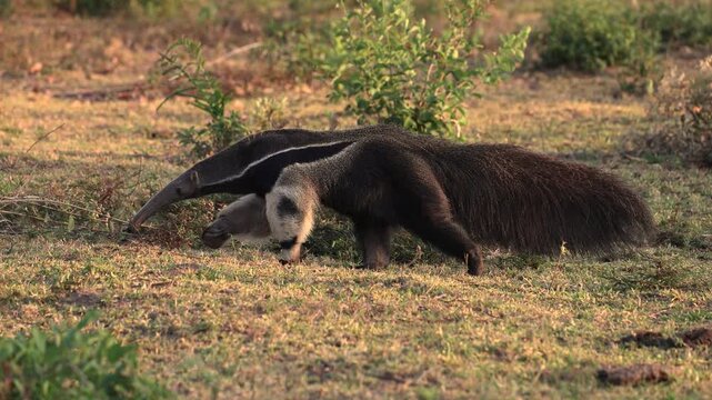 Giant anteater in Pantanal, Brazil. 
