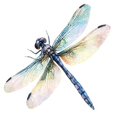 watercolor of Dragonfly, vector, isolated on a white background.