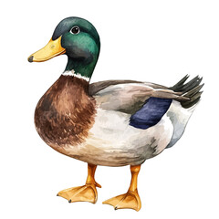 Duck, watercolor illustration vector, isolated on a white background.