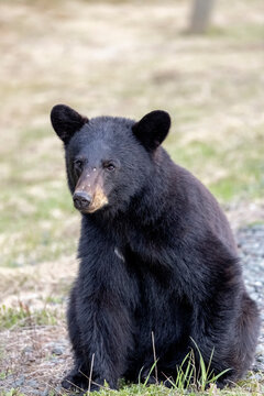 Black Bear