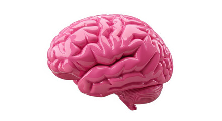 The Complex Anatomy and Fascinating Functions of the Human Brain Explored