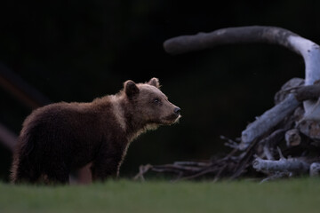 Bear cub at sunset in Alaska © feeferlump