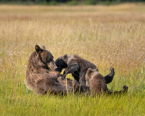 Sow bear starting to feed her twins © feeferlump