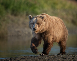 Light colored female brown bear on the river bank