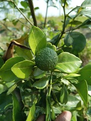 An orange tree holds beautiful oranges.