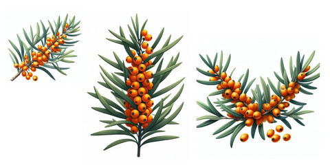 Olives, olive branch, willow, oak, berries, forest, plants, bouquet, herbs plants 