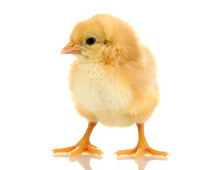 Obraz premium Fluffy yellow chick, profile view
