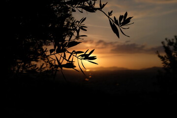 Olive Tree Silhouette at Sunset