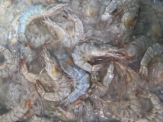 Close-up shot of a large quantity of raw, whole pacific shrimp  with heads on, displayed on a bed of crushed ice. 