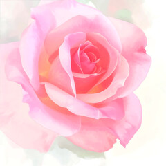 Fototapeta premium Soft pink rose bloom close up with delicate petals and gentle light, romantic floral detail evoking calm and tenderness