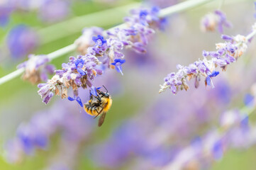 Abeille accrochée à une fleur de lavande en train de la butiner