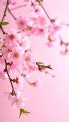 Obraz premium Delicate pink blossoms on branches