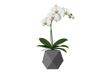 Elegant White Orchid in Geometric Pot.