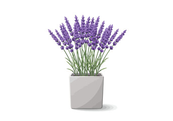 Potted Lavender Plant in Square Pot.