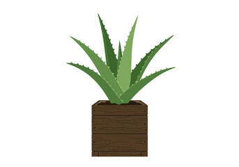 Aloe Vera Plant in Brown Pot.