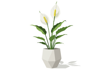 White Peace Lily Plant in Geometric Pot.