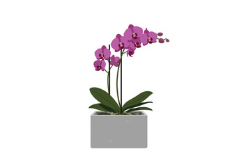 Pink Orchid in Square Pot Houseplant.