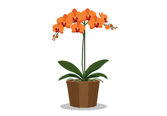 Orange Phalaenopsis Orchid in Brown Pot.