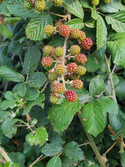Bush with green berries, displaying dense and vibrant foliage in a natural setting.