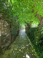 quiet green path in a relaxing wooded area