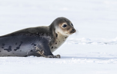 Juvenile harp seal 