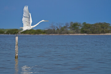 White heron in Rio Lagartos starting to fly