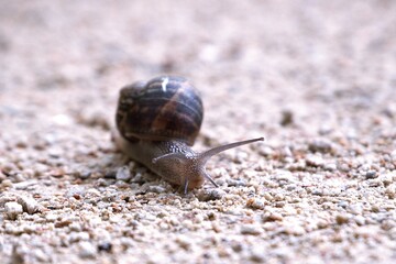 Escargot petit gris .