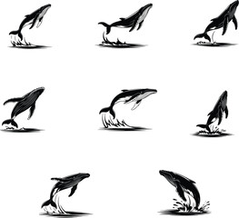 Whale breaching sequence, marine life silhouette, ocean wildlife illustration, dynamic jump poses, water splash, aquatic animal behavior, sea nature, biology education