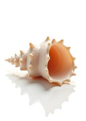 Fototapeta premium Seashell Isolated on White Background with Bright Studio Highlights