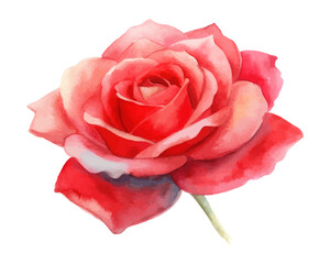 Watercolor Red Rose Flower Isolated on White Background