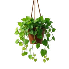 Beautiful green leafy plant cascading from a brown pot suspended by thin brown ropes against a solid black backdrop.