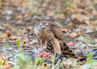 The Eurasian sparrowhawk full face