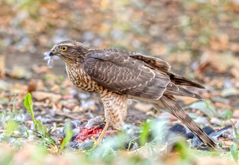 The Eurasian sparrowhawk
