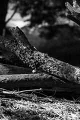 Stark monochrome close-up of rough logs and fallen branches covered in textured moss on a dark forest floor. Focus on decay.

