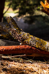 A close-up of fallen branches covered in yellow lichen and red moss, lying on a forest floor of pine needles. Rich textures in sunlight.

