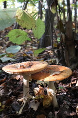 mushrooms in autumn forest