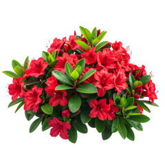 Single Red Flowering Shrub with Green Leaves, isolated on transparent background 