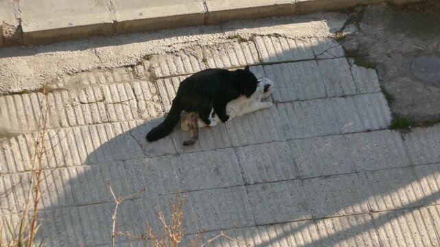 Two street cats mating on a sunlit pavement. Captured in natural light, this urban animal behavior scene reflects instinctive feline interaction in a raw, documentary style.