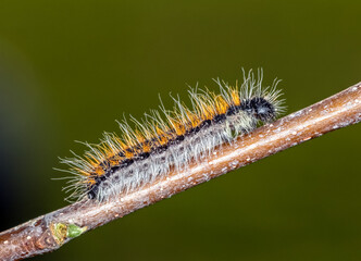 black-veined white caterpillar