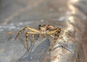 crab spider on a stone