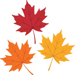 Vibrant maple leaves autumn colors isolated season change vector Hand drawn