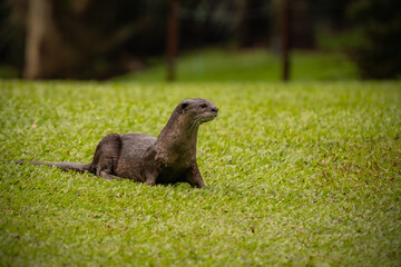 Smooth-coated otter resting on a riverbank, alert and curious, with sleek brown fur and expressive eyes in its natural habitat.