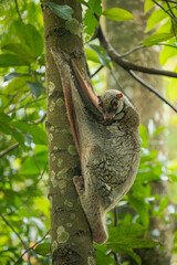 Sunda flying lemur clinging to a tree trunk, camouflaged in mottled fur, with wide eyes and gliding membrane visible in its tropical forest habitat.