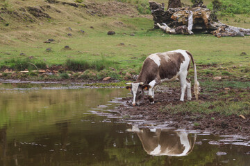 Kuh am Wasser auf Madeira 