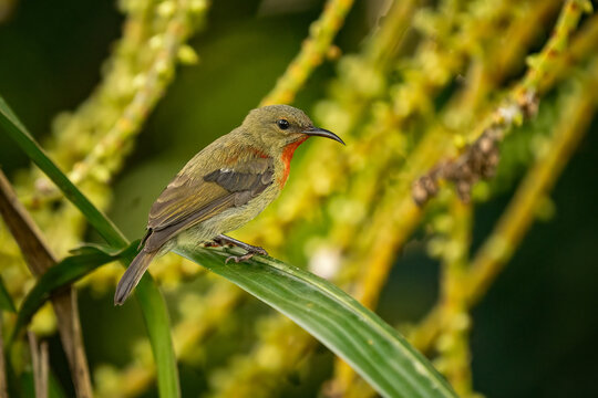 Juvenile crimson sunbird on a leaf in Thomson Nature Park Singapore