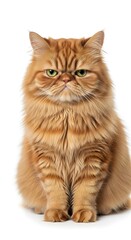 Majestic Persian Cat Portrait A Stunning Orange Feline Posing Gracefully on a White Background, Showcasing its Fluffy Fur and Charming Personality